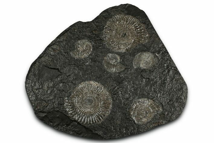 Fossil Ammonite Cluster - Posidonia Shale, Germany #350868